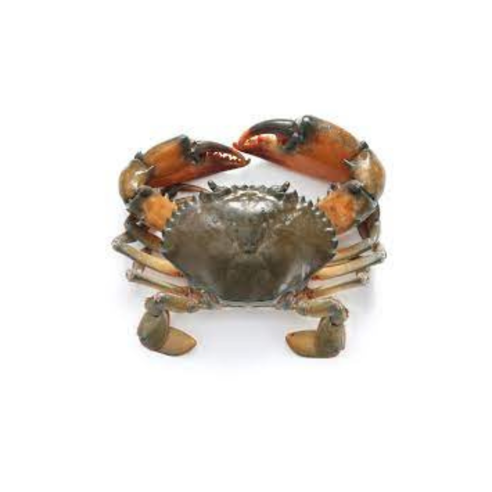 CRABE DE MADAGASCAR MAKAMBA P 9X1KG - VERODAV SHOP